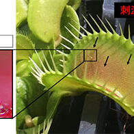 埼玉大学等揭示：捕蝇草感知昆虫的“触觉毛”，其根部蛋白质充当触觉传感器