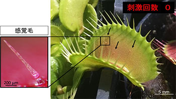 埼玉大学等揭示：捕蝇草感知昆虫的“触觉毛”，其根部蛋白质充当触觉传感器
