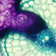 奈良先端科学技术大学院大学等阐明寄生植物不寄生“同伴”的机制，或有助于减轻农业损失