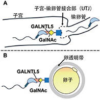 熊本大学发现体内精子与卵子相遇的机制，有助开发男性不育诊断方法以及新型避孕药物