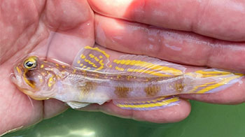 鲜艳黄色条纹的新种虾虎鱼……莫非钓上了那个人气漫画的角色？！