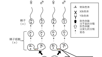 广岛大学牛性别分选技术推广项目获盖茨基金会2.6亿日元资助