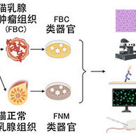 东京农工大学利用类器官再现猫乳腺癌，发现与人类癌症共通的恶化机制