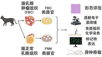 东京农工大学利用类器官再现猫乳腺癌，发现与人类癌症共通的恶化机制
