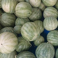 三重大学和近畿大学发现：种子用西瓜提取物具有促进皮脂合成的效果，或可改善皮肤屏障功能