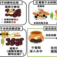 京都大学发掘葡萄酒起源，葡萄干水可通过自然发酵变成葡萄酒