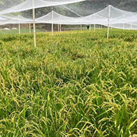 东京农工大在夏威夷重启旱稻栽培，成功培育出旱稻“越光”