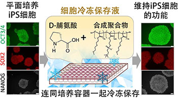 神户大学开发出可冷冻保存整片iPS细胞的保存液，有望加速个性化医疗和药物研发