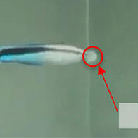 “镜子里的是自己”——鱼类的自我认知出乎意料地迅速