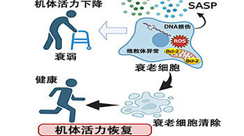 京都大学开发出清除衰老细胞的新型疗法，有望减轻慢性炎症并改善年龄相关性疾病
