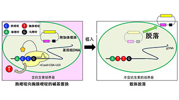 广岛大学研发出新型DNA载体，不残留外源基因，实现安全的基因组编辑
