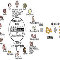 东京都医学综合研究所：绘制出32个器官的“小鼠生物钟蛋白质组图谱”，奠定解析蛋白质功能的基础