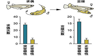 东京大学：雄性特有行为需要大脑产生的雌性激素