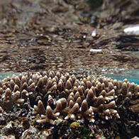 珊瑚礁守护的不只是美丽，预测还有“天然防波堤”效果