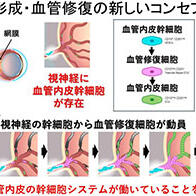 大阪大学通过小鼠实验发现视神经内修复视网膜血管的干细胞