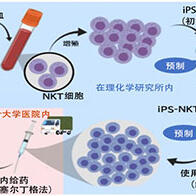 千叶大与理研，由iPS细胞制备的“可预制免疫细胞”有望改变癌症治疗