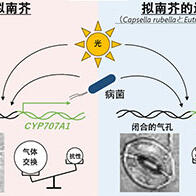 京都大学揭示病菌使气孔打开并侵入的过程，为利用基因组编辑培育抗菌作物开辟道路