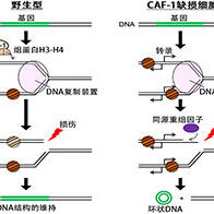 遗传研等利用出芽酵母阐明环状DNA的生成机制，助力理解癌细胞的异常形成
