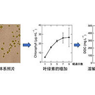 静冈大学将水产加工废水转化为资源，无需处理可直接作为藻类微生物的培养基