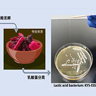 东京科学大学从“柴渍”腌菜中发现新型乳酸菌，独特结构形成高粘性