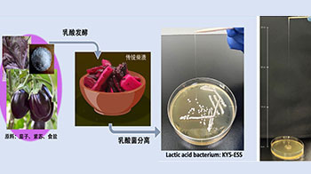 东京科学大学从“柴渍”腌菜中发现新型乳酸菌，独特结构形成高粘性