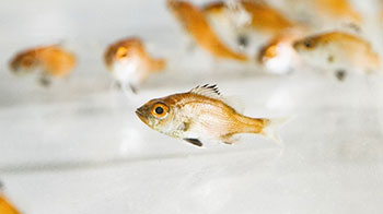 近畿大学实现高级鱼种——喉黑鱼的完全养殖