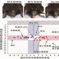 理研：Y染色体上的基因控制体型与脏器重量，对小鼠性差异实现定量数据化