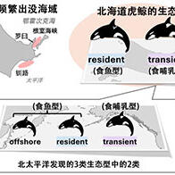 京都大学与北海道大学：北海道虎鲸分为食鱼型与食哺乳型2种生态型