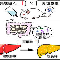 大阪公立大学：男性激素减少与果糖摄入会协同促进脂肪肝，原因为丙酮酸升高
