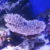 立教大学等调查发现桌形珊瑚的生存北限北移30公里，到达横须贺市