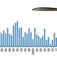 广岛大学解明玉筋鱼捕捞量为何在2017年骤减？