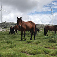 日本综合研究大学院大学与京都大学研究发现：野生马群互不混杂