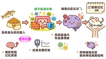 鱼类蛋白质可预防衰老导致的短期记忆衰退，通过改善肠道环境抑制脑部炎症