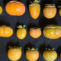 京都大学等通过三维解析揭示果实形状的形成机制，有望催生新型栽培技术