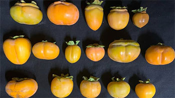 京都大学等通过三维解析揭示果实形状的形成机制，有望催生新型栽培技术