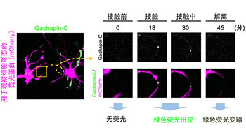 大阪大学等新开发出荧光传感器Gachapin，实时可视化细胞的瞬时接触及“自接触”