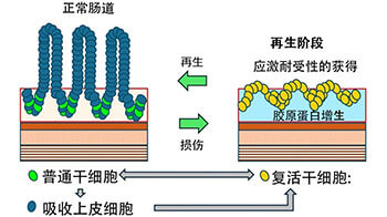 东京科学大学发现支撑肠道再生的复活干细胞新机制