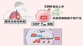 千叶大学锁定慢性炎症的致病蛋白，为开发哮喘及自身免疫疾病新疗法开辟道路