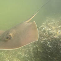 长崎大学在有明海发现新种赤魟，逾20年扎实研究完成分类修订