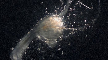 理研等发现生发的“第三种细胞”，助力脱发症新型疗法