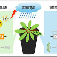 奈良先端科学技术大学院大学等发现植物也除湿，阐明高湿度环境下植物与病原菌的攻防机制