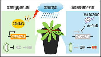 奈良先端科学技术大学院大学等发现植物也除湿，阐明高湿度环境下植物与病原菌的攻防机制