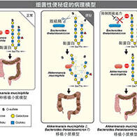 名古屋大学提出“细菌性便秘”新概念，两种肠道细菌协同作用