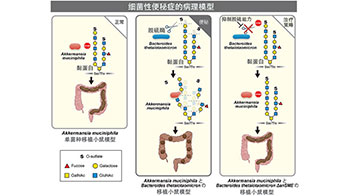 名古屋大学提出“细菌性便秘”新概念，两种肠道细菌协同作用