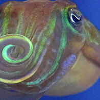 “和我交朋友吧？”——用偏振光求偶的针乌贼