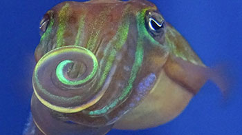 “和我交朋友吧？”——用偏振光求偶的针乌贼