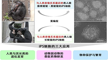京都大学与广岛大学成功制备出倭黑猩猩和长臂猿的iPS细胞，诱导出“四肢的起源”细胞——旨在保护濒危物种与生物多样性