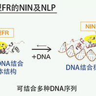 筑波大学阐明豆科植物与根瘤菌共生的进化机制，有望为减少氮肥实现可持续农业做出贡献