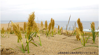 岐阜大学等从滨麦草中提取出可抑制难治性乳腺癌增殖的化合物