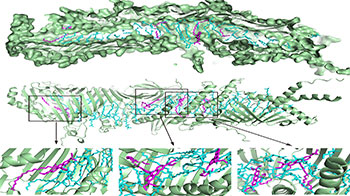 东京大学与北海道大学在活细胞中实现细胞器间脂质转运的可视化，明确经由Atg2蛋白介导的脂质转运过程